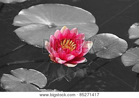 Pink Water Lilly With Black And White Background
