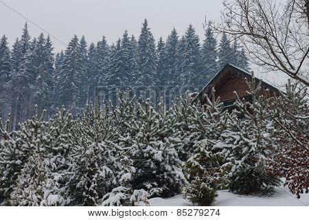 Christmas tree in the snow in winter on a background of the house