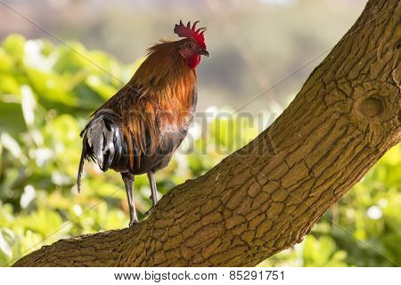 Ruster Chicken Portrait In Hawaii