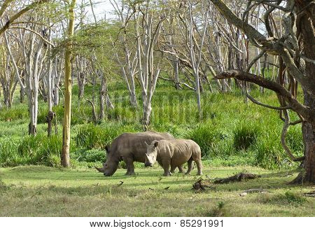 two rhinos
