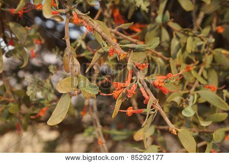Loranthus acaciae, red desert flowers