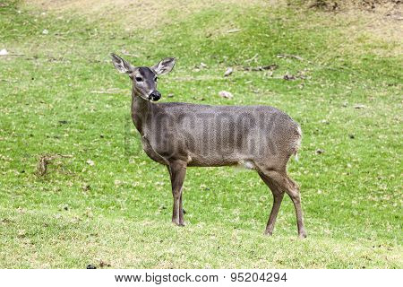 Whitetail famele deer hatchery,