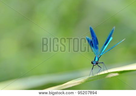 Dragonfly In Forest