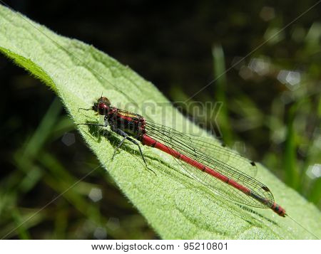 Large Red Damselfly