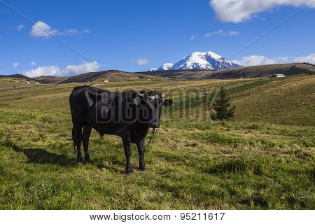 Pastures For Wild Cattle In Chimborazo