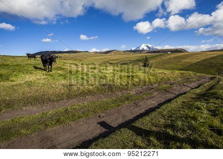 Pastures For Wild Cattle In Chimborazo