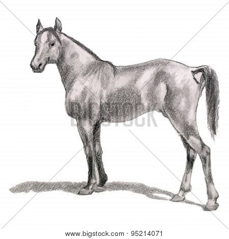 Arabian Horse, Horse, Stallion. Realistic Figure.