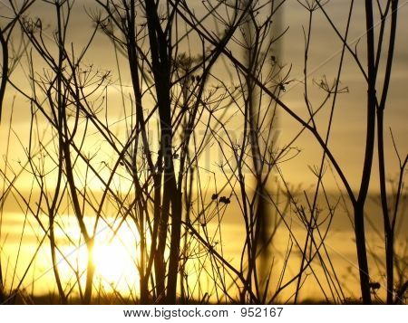 Erba secca erba tramonto