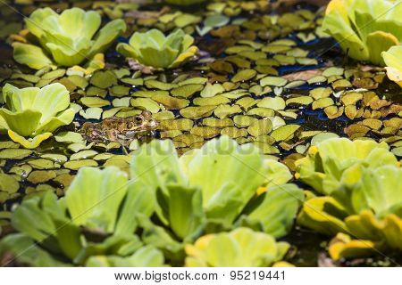 Green Frog In A Wetland
