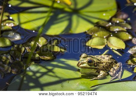 Green Frog In A Wetland