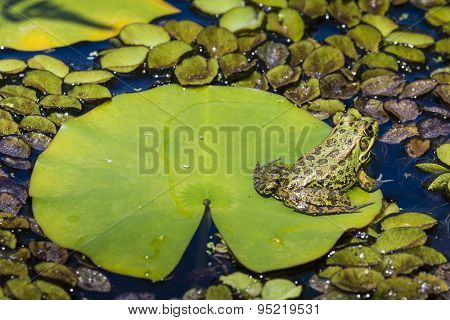 Green Frog In A Wetland
