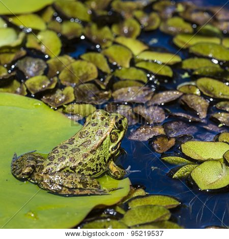Green Frog In A Wetland