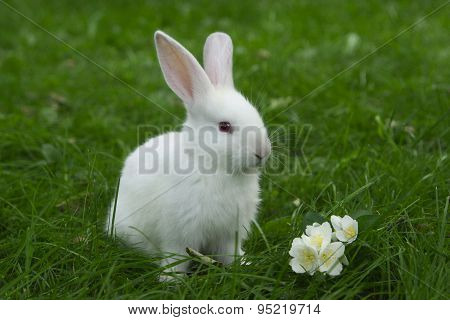 little white bunny sitting in green grass with flower
