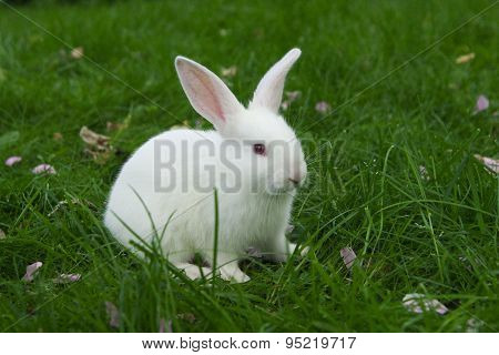 little white bunny sitting in green grass