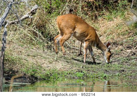 Bushbuck ruokinta