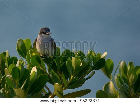 Gray Kingbird