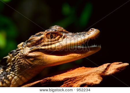 Аллигатор Mississippiensis