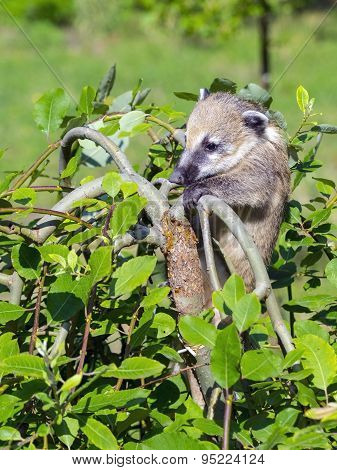 South American coati (Nasua nasua) baby