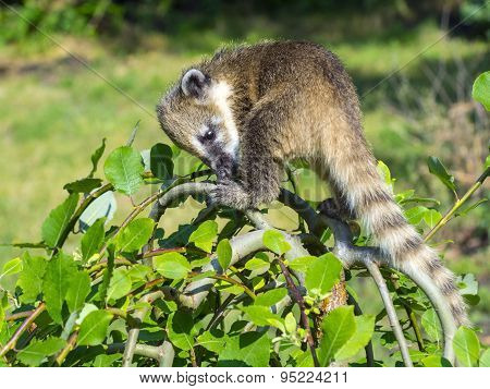 South American coati (Nasua nasua) baby