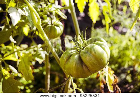 Green tomato. Agriculture concept.