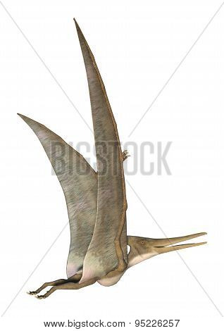 Pteranodon