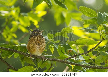 Fledgling Robin