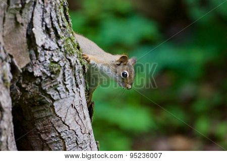 The Cutest Funny Squirrel Is Playing In Hide-and-seek