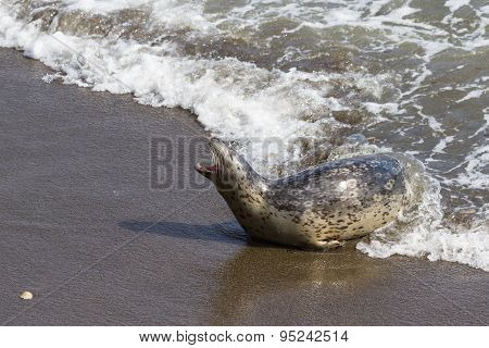 Seal In California