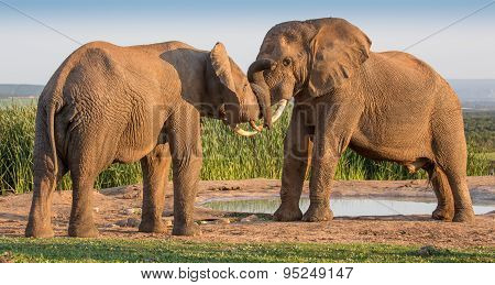 African Elephant Greeting