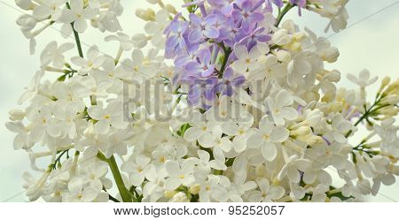 Lilac