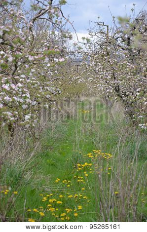 Picture of a Apple tree in blossom. Fruit orchard.