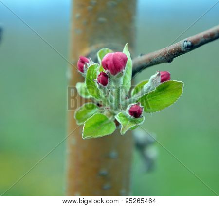 Picture of a Apple tree in blossom. Fruit orchard.