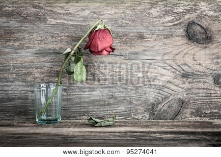 Dried Rose