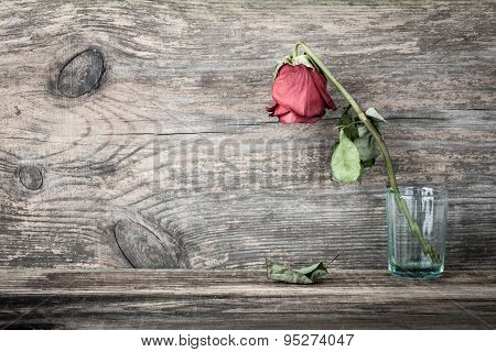 Dried Rose
