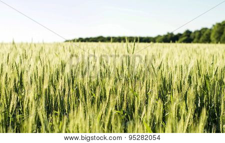 Field Sown Cereals - Wheat