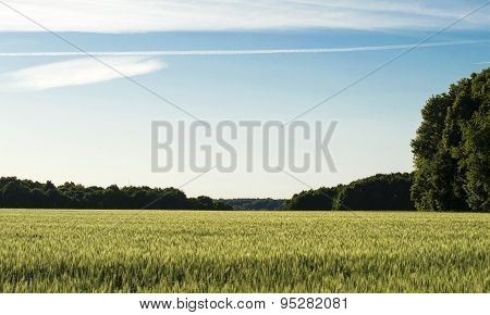Field Sown Cereals - Wheat