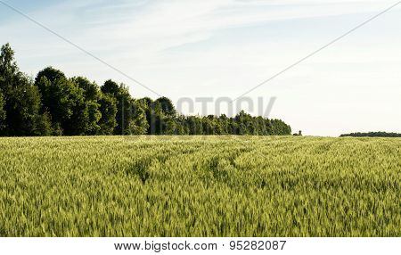 Field Sown Cereals - Wheat