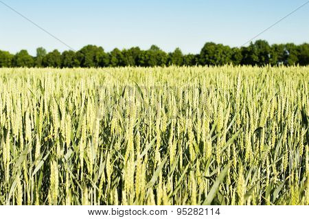 Field Sown Cereals - Wheat