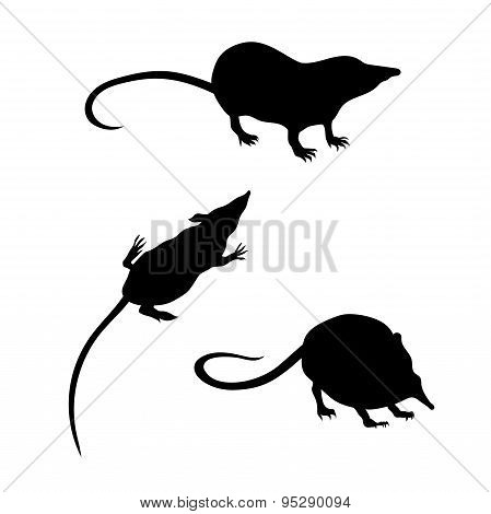 Vector silhouettes of a shrew.