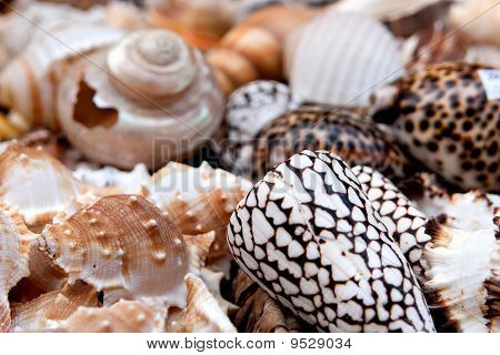 conchs a mušle