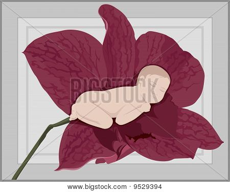 Dziecko orchidea