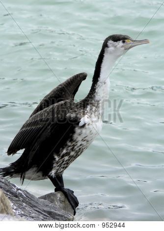 Shag trocknen Federn