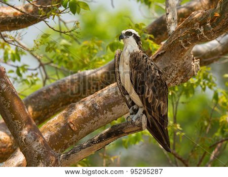 Osprey