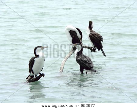 Shag-Flock