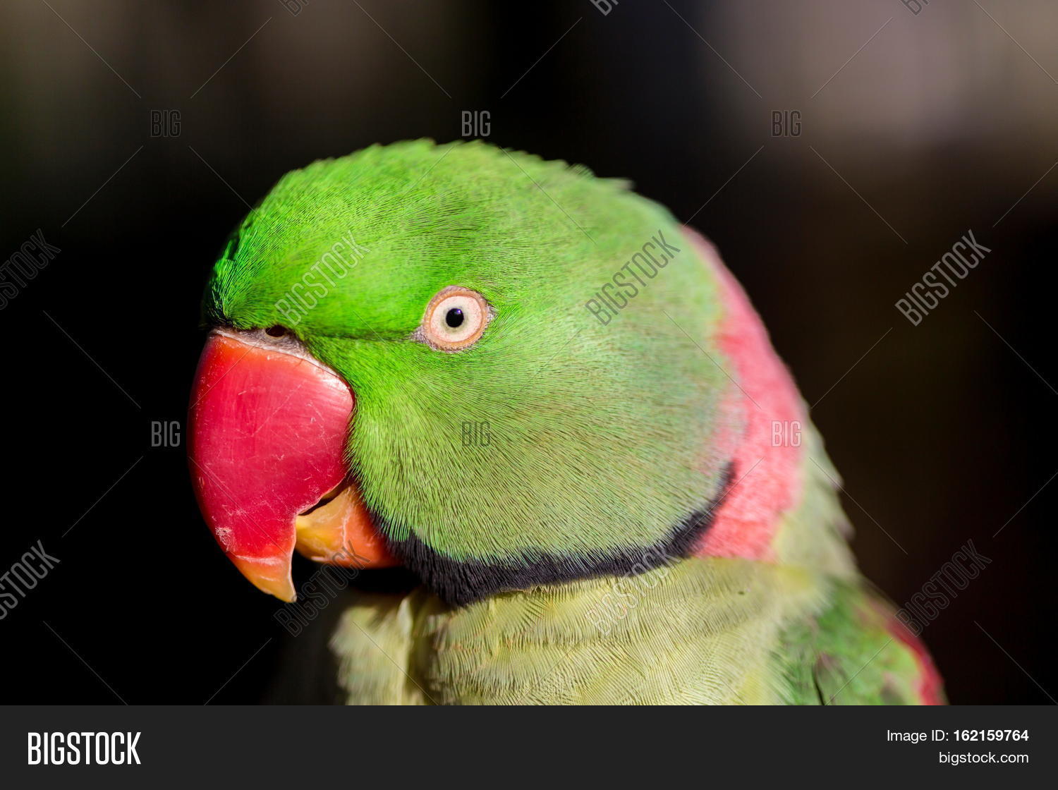 Alexandrine Parakeet Image & Photo (Free Trial) Bigstock