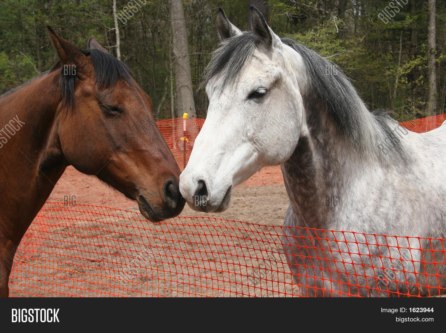 Two Horses Rubbing Image & Photo (Free Trial) Bigstock