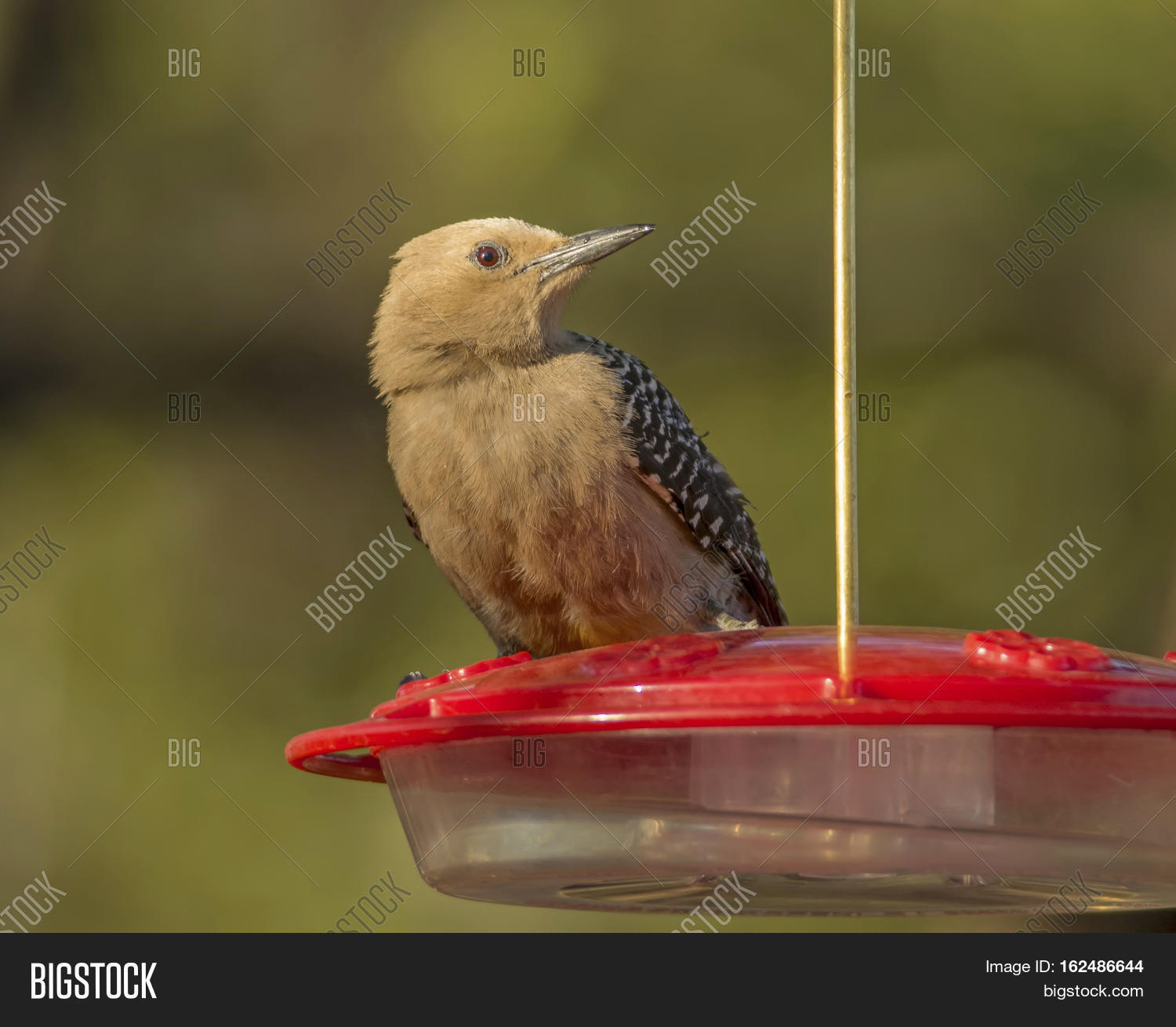 Beautiful Gila Image Photo Free Trial Bigstock