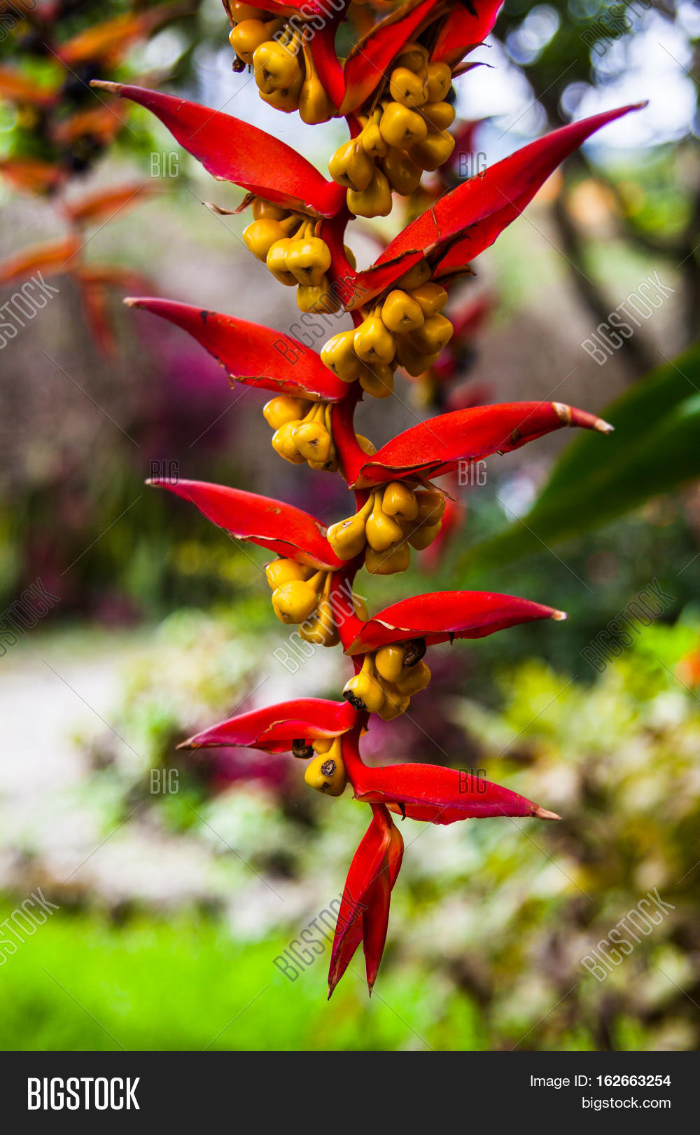 Heliconia Collinsiana Image & Photo (Free Trial) | Bigstock