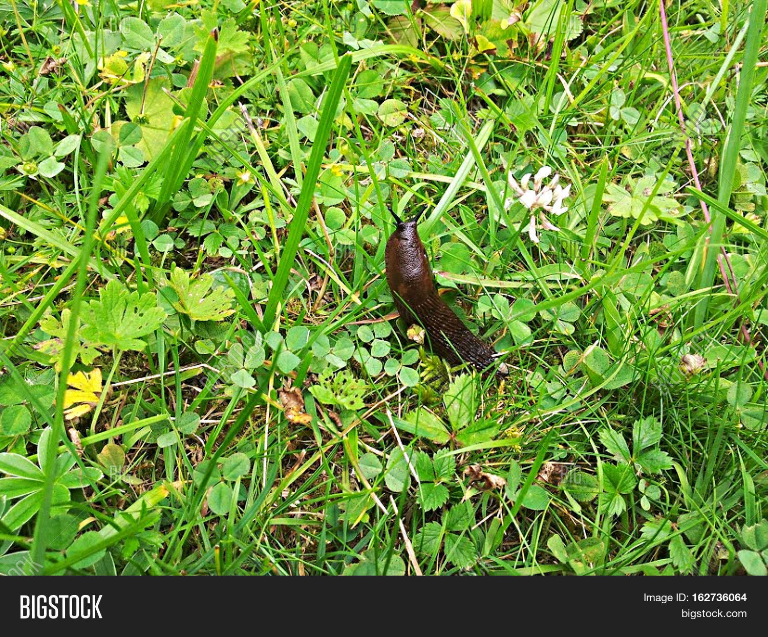 Slug On Grass, Animal Image & Photo (Free Trial) Bigstock
