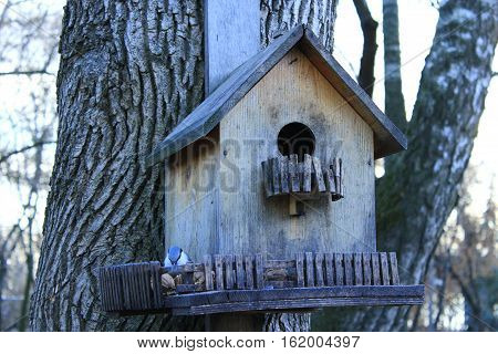 nuthatch on the feeding-rack like a small house seeks the birdseed